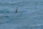 10VolcanoNP - 48 * Brown Noddy